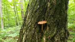 Hemistropharia