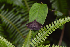 Erebidae