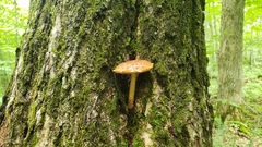 Hemistropharia