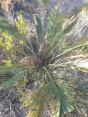 Macrozamia fraseri