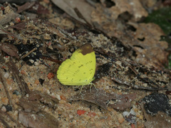 Eurema simulatrix