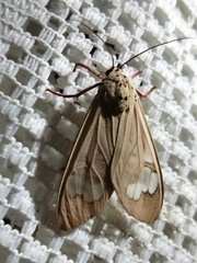 Amerila madagascariensis