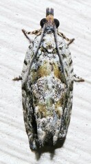 Olethreutes griseoalbana