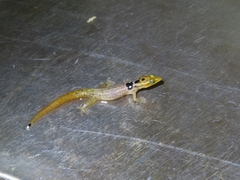 Sphaerodactylus grandisquamis