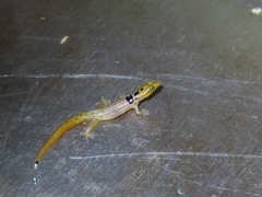 Sphaerodactylus grandisquamis