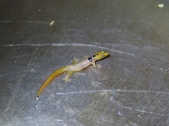 Sphaerodactylus grandisquamis