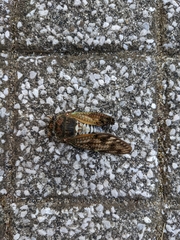 Graptopsaltria nigrofuscata