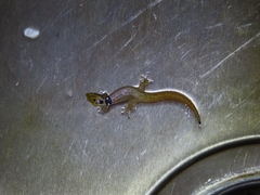 Sphaerodactylus grandisquamis