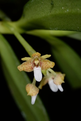 Pteroceras leopardinum