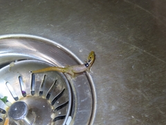 Sphaerodactylus grandisquamis