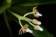 Pteroceras leopardinum