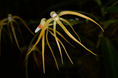 Thrixspermum centipeda