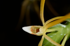 Thrixspermum centipeda