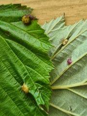 Dasineura ulmaria