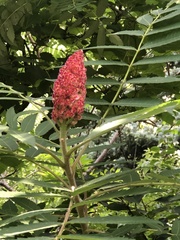 Rhus typhina