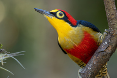Melanerpes flavifrons