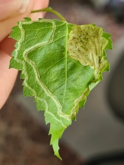 Agromyza alnibetulae