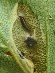 Phyllonorycter anderidae