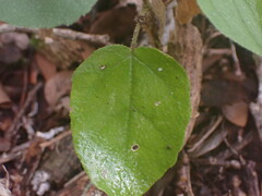 Croton rivularis
