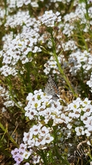 Euphilotes bernardino