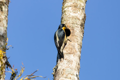 Melanerpes flavifrons