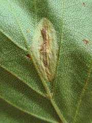 Phyllonorycter anderidae