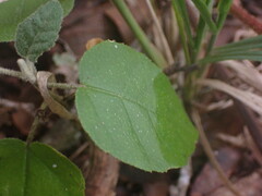 Croton rivularis