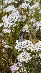 Euphilotes bernardino