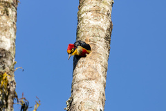 Melanerpes flavifrons