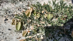 Zygophyllum pinnatum