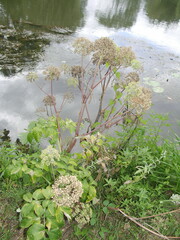 Angelica archangelica