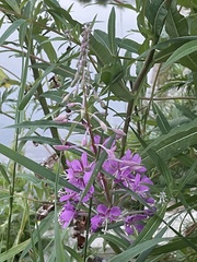 Chamaenerion angustifolium