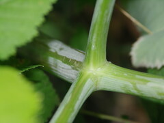 Angelica archangelica