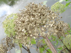 Angelica archangelica