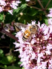 Apis mellifera