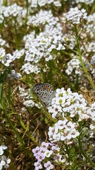 Euphilotes bernardino