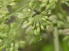 Angelica archangelica