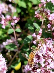 Apis mellifera
