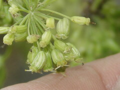 Angelica archangelica