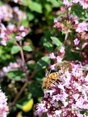 Apis mellifera
