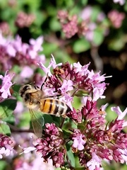 Apis mellifera