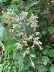 Tetracera indica