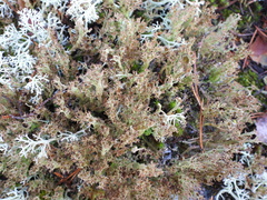 Cladonia crispata crispata