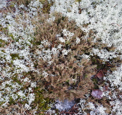 Cladonia crispata crispata