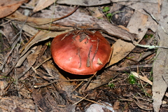 Cortinarius erythraeus
