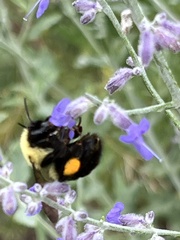 Bombus bimaculatus