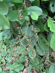 Tetracera indica