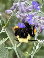 Bombus bimaculatus