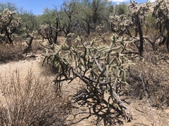 Cylindropuntia kelvinensis