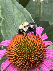 Bombus griseocollis